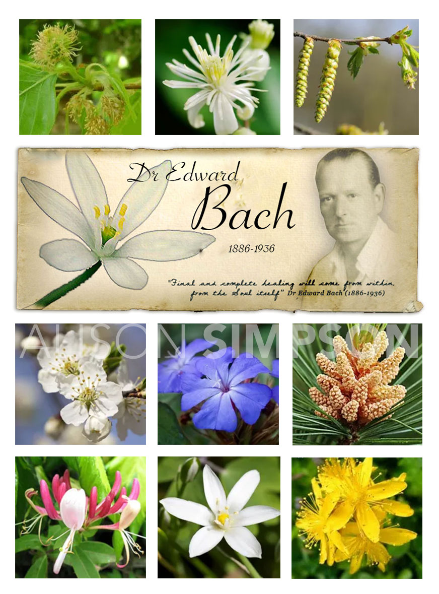 Dr Edward Bachs Philosophy Bach Flower Essences And Womens Health Sunshine Coast 8268